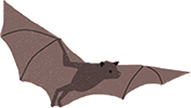 Bat